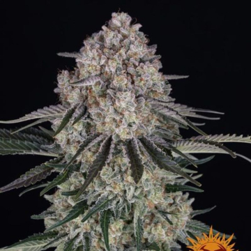 Sour Diesel Auto de Barney´s Farm