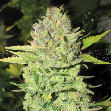 devil-fruit-medical-seeds.jpg