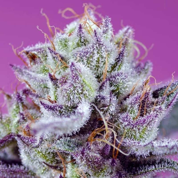 Diablo’s Delight XL Auto de Sweet Seeds