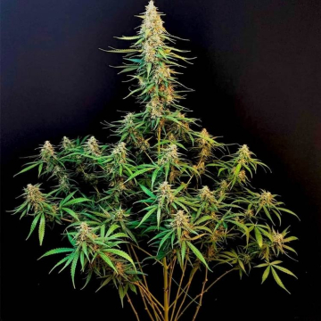 Diesel Auto