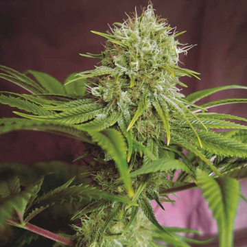 elixir-vitae-cbd-sweet-seeds.jpg