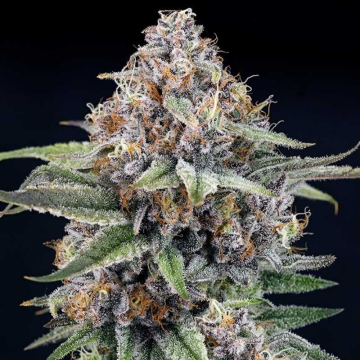 Eyeballz de Ripper Seeds