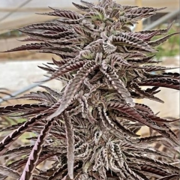 fillmore-slim-purple-city-geneti_1_.jpg