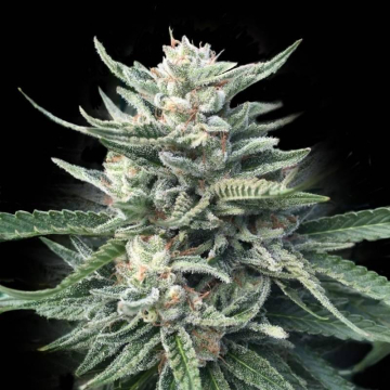 Four Prophets Feminizada de DNA Genetics