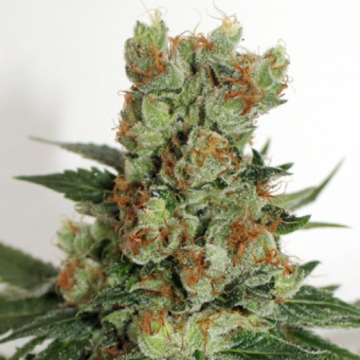 Fuel OG de Ripper Seeds