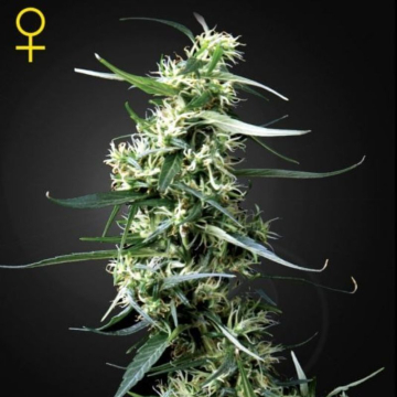 GH Thai Feminizada de Green House Seeds