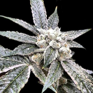 golden-berry-dna-genetics.jpg