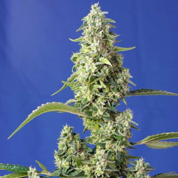 gorilla-girl-xl-auto1.jpg