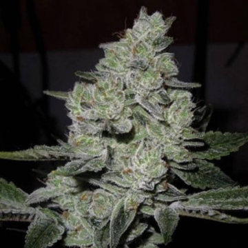 Gorilla Glue 4 - Semillas de marihuana a granel