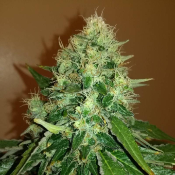 Gorilla Cookies Granel