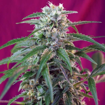 green-poison-auto-sweet-seeds2.jpg