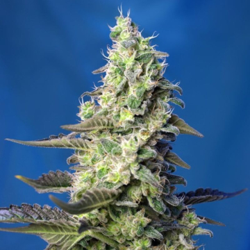 Green Poison XL Auto de Sweet Seeds