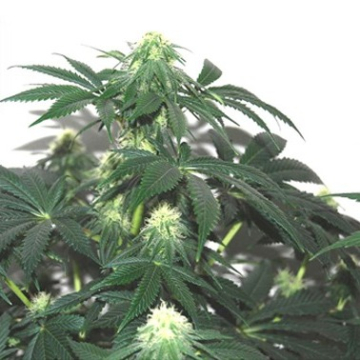 herijuana-x-jack-33_1_.jpg