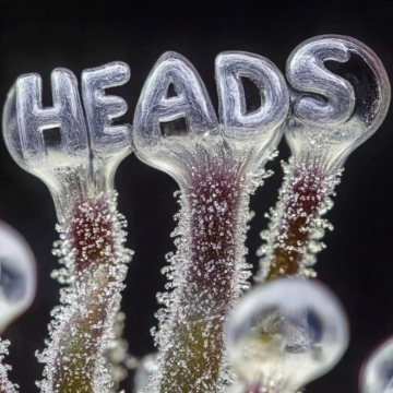 Semillas The Hive X GAK Smoovie de Head Research