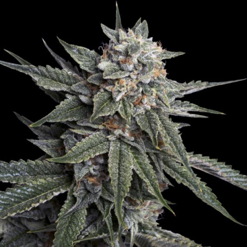 holy-grail-kush-dna-genetics_1.jpg