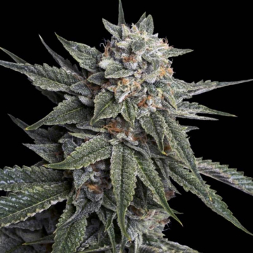 Holy Grail Kush de DNA Genetics