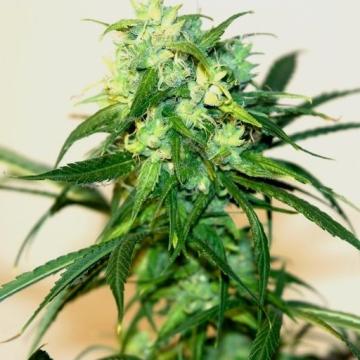 humboldt-ch9-female-seeds_1_.jpg