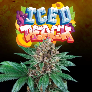 Iced Peach de Perfect Tree