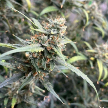 Jack Herer Feminizada - Semillas a granel
