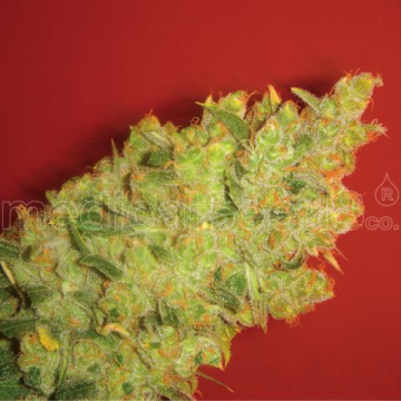 jack-la-mota-medical-seeds.jpg