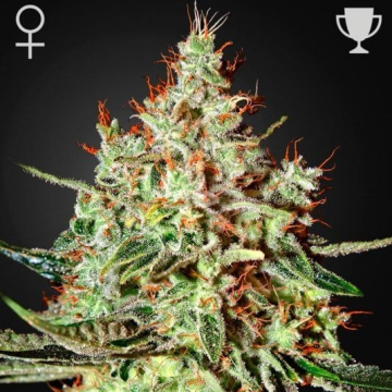 K-Train Feminizada de Green House Seeds