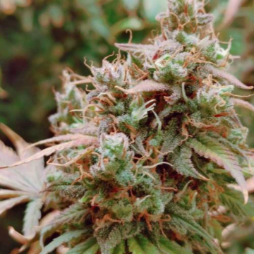 Kali Mist a Granel - Growlobby