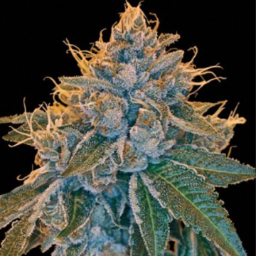 kandy-kush-dna-genetics.jpg