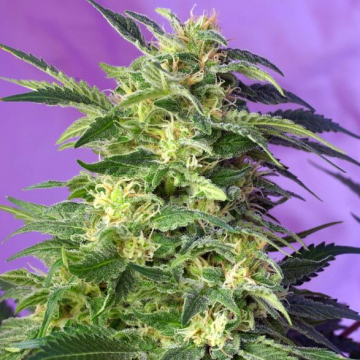 killer-kush-auto.jpg