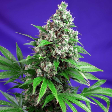 killer-kush-f1-fast-version_1.jpg