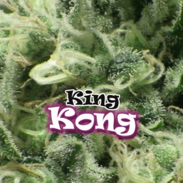 king-kong-feminizada-dr-underground.jpg