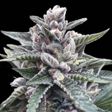kosher-sorbet-dna-genetics.jpg