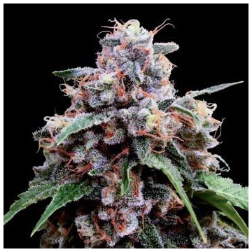 lemon-18-dna-genetics.jpg