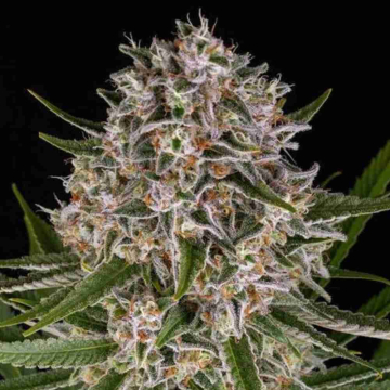 lemon-haze-auto1.jpg
