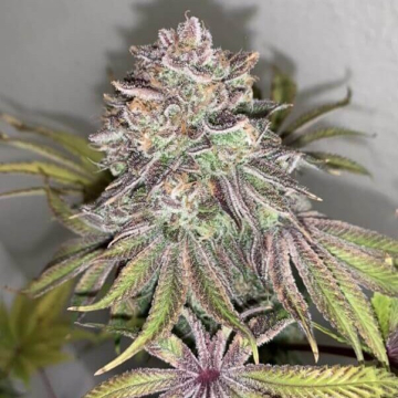 limon-picon-purple-city-genetics_1_.jpg