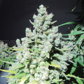 malakoff-medical-seeds.jpg