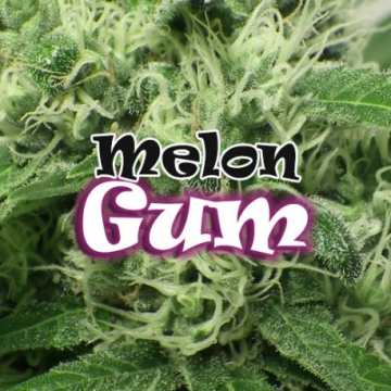 melon-gum-feminizada-dr-underground.jpg