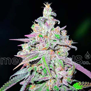 mendocino-chanel-kush-medical-seeds.jpg