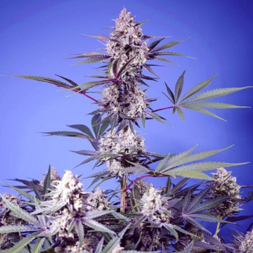 Mental Rainbow F1 Fast Version de Sweet Seeds