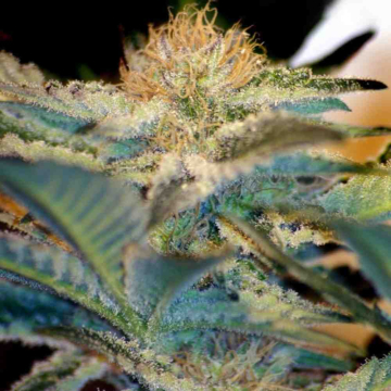 mohan-ram-sweet-seeds3.jpg