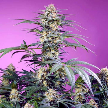 Monster Maker de Sweet Seeds