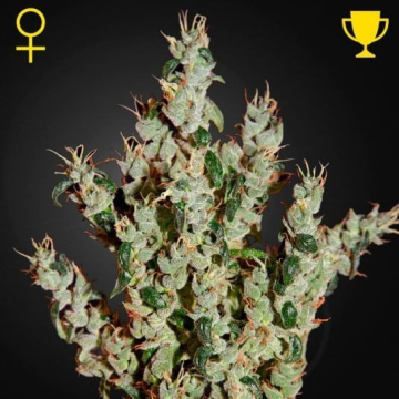 NL5 Haze Mist Feminizada de Green House Seeds