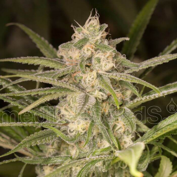 no-name-auto-medical-seeds.jpg