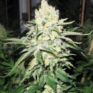 no-name-medical-seeds.jpg