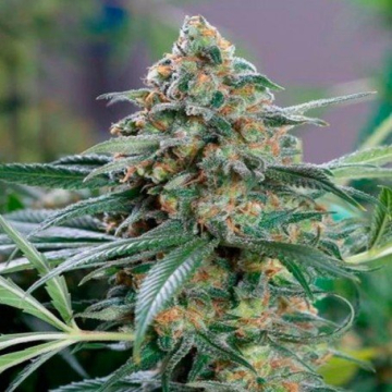og-kush-cbd-medical-seeds.jpg