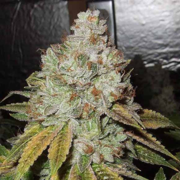 og-kush-dna-genetics_1.jpg