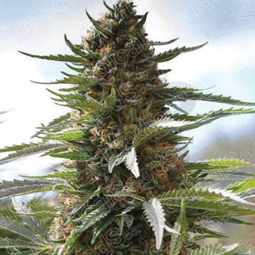 over-dawg-medical-seeds.jpg