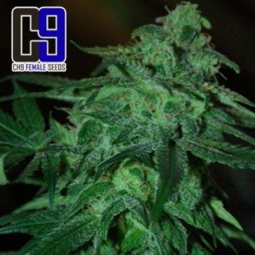 p-o-w-33-ch9-female-seeds_1_1_.jpg
