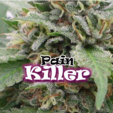 painkiller-feminizada-dr-underground.jpg