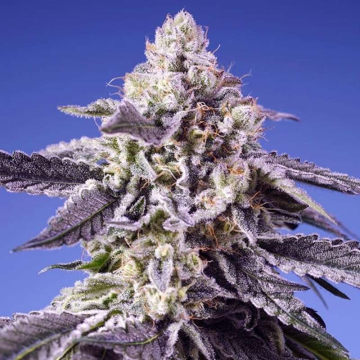 Permanent Jealousy XL Auto de Sweet Seeds