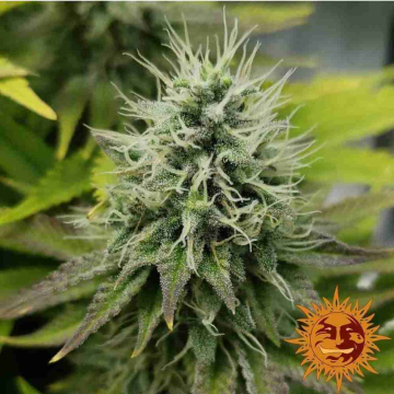 pineapple-chunk-barneys-farm.jpg